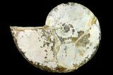 Iridescent Fossil Ammonite (Sphenodiscus) - South Dakota #146336-4
